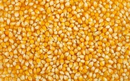 Кукуруза экспортные поставки.