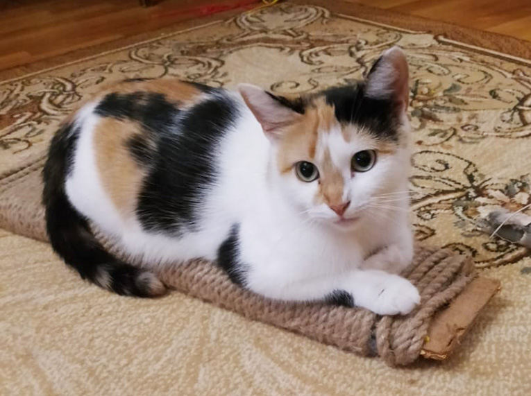 ������������ �� ������� � ������ ����